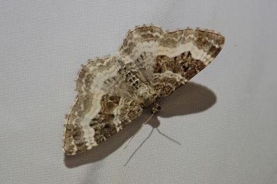 <i>Epirrhoe alternata</i>