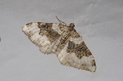 <i>Epirrhoe galiata</i>
