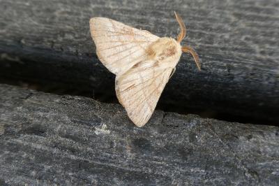 <i>Malacosoma neustria</i>