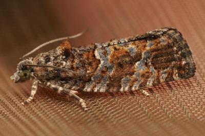 <i>Eudemis profundana</i>