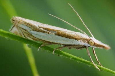 <i>Crambus pascuella</i>