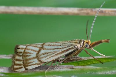 <i>Chrysocrambus linetella</i>