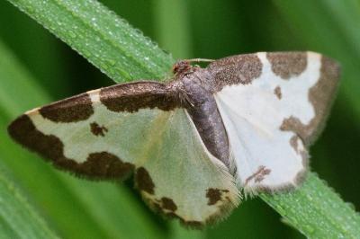 <i>Lomaspilis marginata</i>