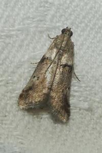 <i>Acrobasis consociella</i>