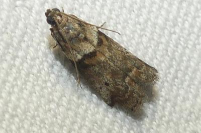 <i>Acrobasis consociella</i>