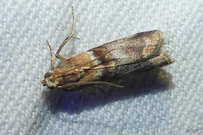 <i>Acrobasis repandana</i>