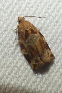 <i>Archips xylosteana</i>