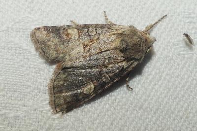 <i>Brachylomia viminalis</i>
