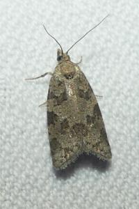 <i>Cnephasia</i>