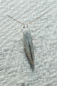 <i>Coleophora</i>