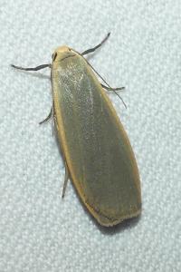 <i>Collita griseola</i>