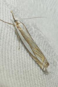 <i>Crambus pascuella</i>