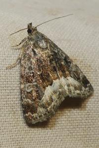 <i>Deltote pygarga</i>