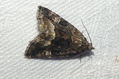<i>Deltote pygarga</i>