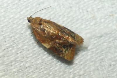 <i>Ditula angustiorana</i>