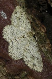 <i>Ectropis crepuscularia</i>