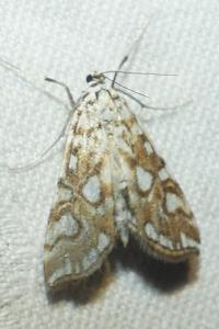 <i>Elophila nymphaeata</i>