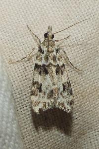 <i>Eudonia delunella</i>
