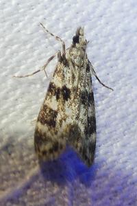 <i>Eudonia delunella</i>