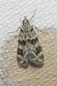 <i>Eudonia delunella</i>