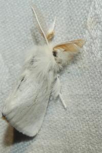 <i>Euproctis chrysorrhoea</i>
