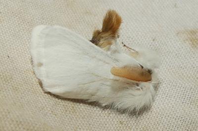 <i>Euproctis chrysorrhoea</i>