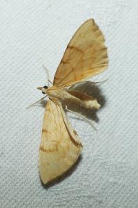 <i>Gandaritis pyraliata</i>
