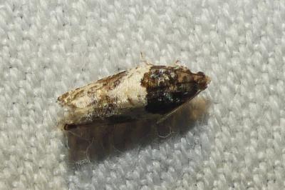 <i>Gypsonoma dealbana</i>