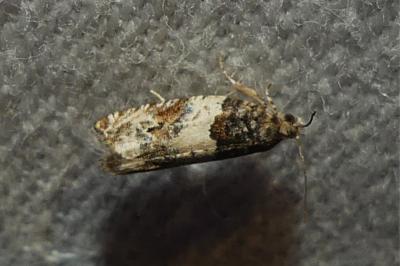 <i>Gypsonoma dealbana</i>