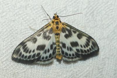 <i>Anania hortulata</i>