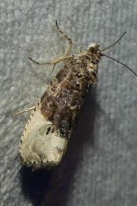 <i>Hedya nubiferana</i>