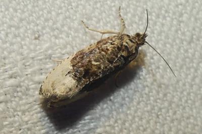 <i>Hedya nubiferana</i>