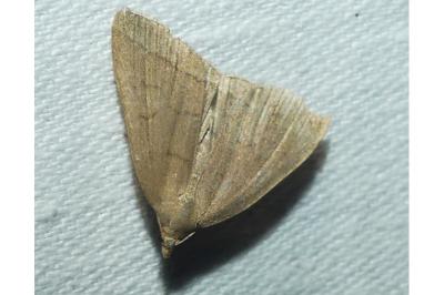 <i>Herminia tarsipennalis</i>