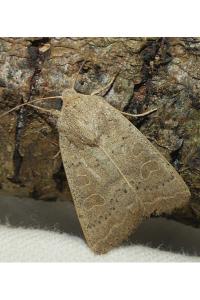 <i>Hoplodrina</i>
