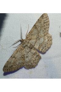 <i>Hypomecis punctinalis</i>