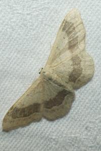<i>Idaea aversata</i>