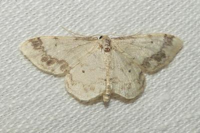 <i>Idaea trigeminata</i>