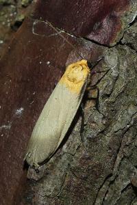 <i>Lithosia quadra</i>