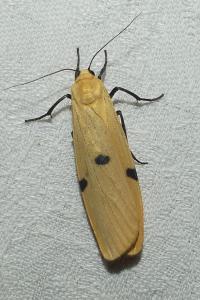 <i>Lithosia quadra</i>