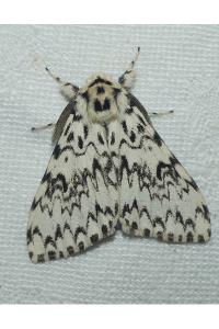 <i>Lymantria monacha</i>