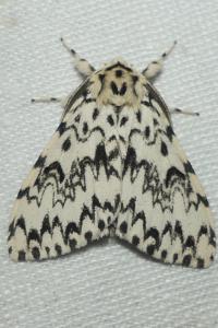 <i>Lymantria monacha</i>