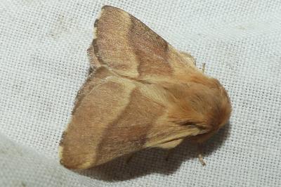 <i>Malacosoma neustria</i>