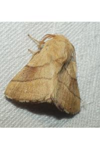 <i>Malacosoma neustria</i>