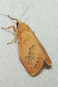 <i>Miltochrista miniata</i>