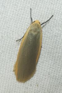 <i>Nyea lurideola</i>