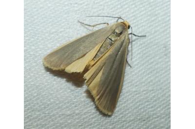 <i>Nyea lurideola</i>