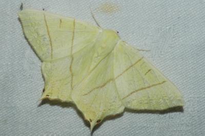 <i>Ourapteryx sambucaria</i>