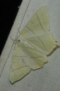 <i>Ourapteryx sambucaria</i>