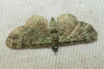 <i>Pasiphila rectangulata</i>