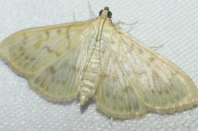 <i>Patania ruralis</i>